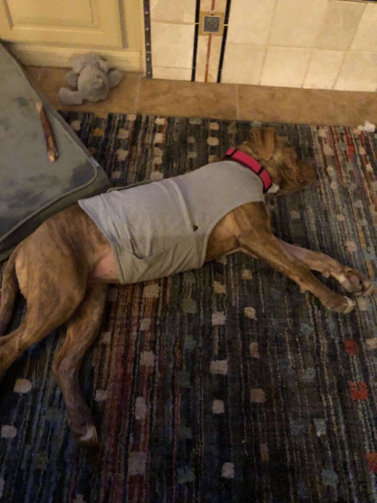 The vest, which wraps around the dogs upper shoulders and belly, leaving their front paws and rear body free