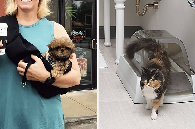 left image: person carrying dog in pet carrier, right image: cat using automatic litter box