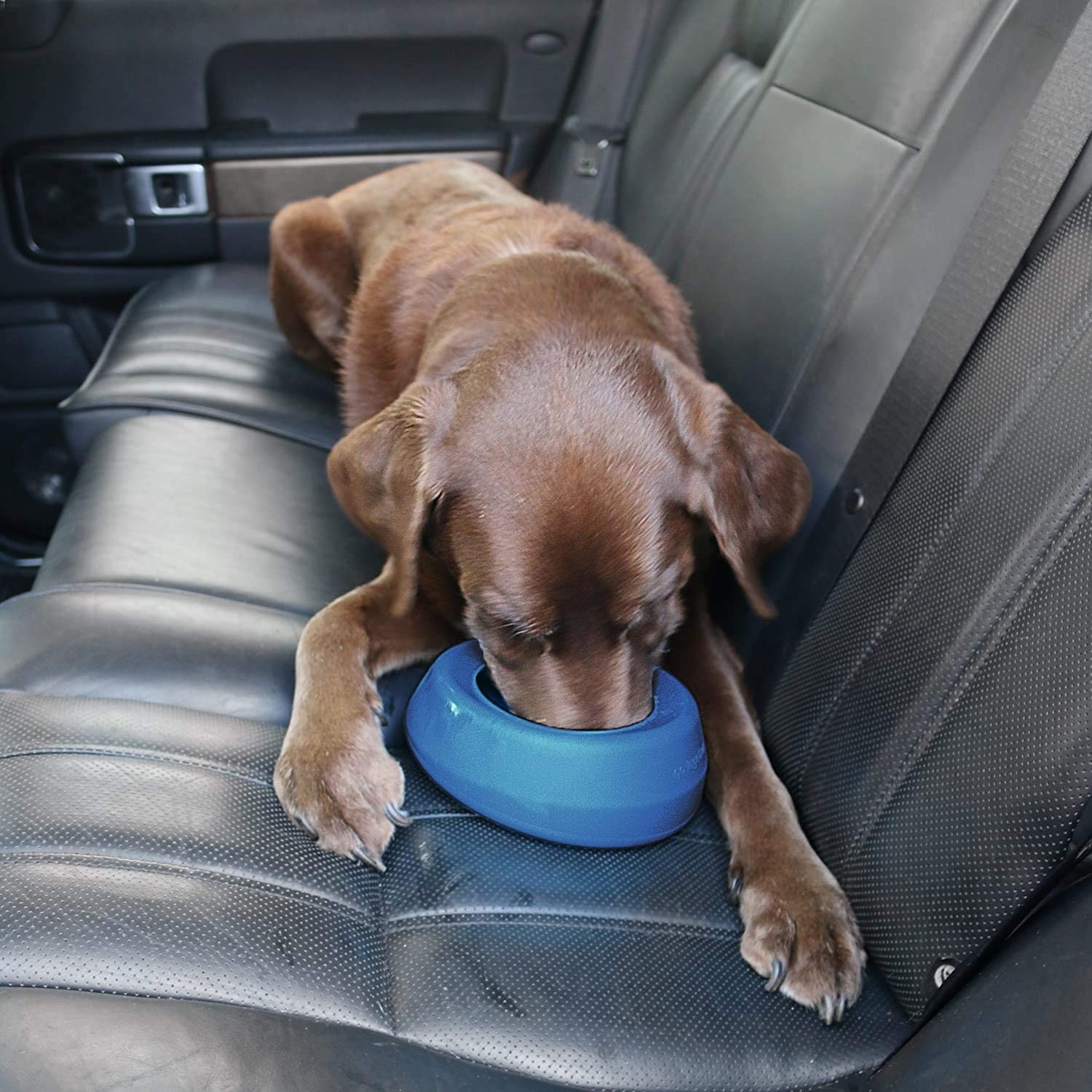 Dog drinking out of the blue while while in the back seat