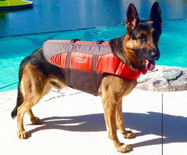 The life vest, which goes over the back with a head hole like a dog sweater, and is secured across the belly with straps