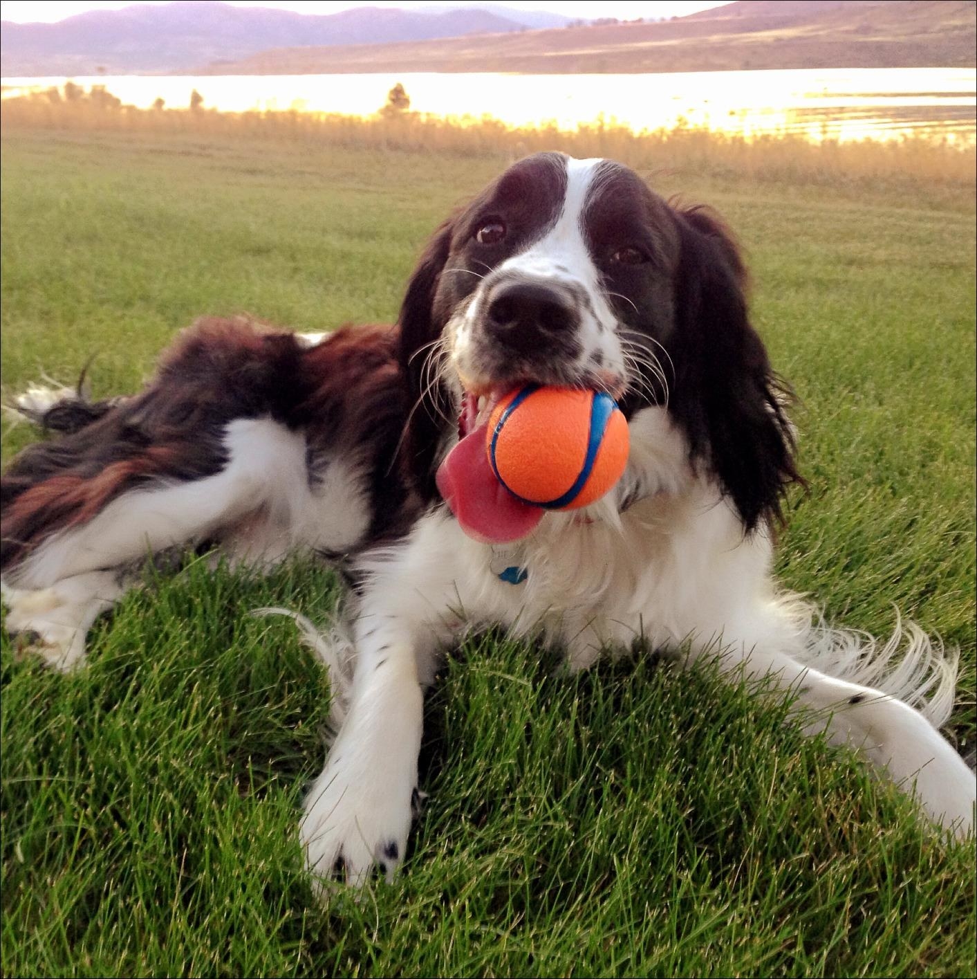 The ball, which is orange and blue, with a textured rubber surface