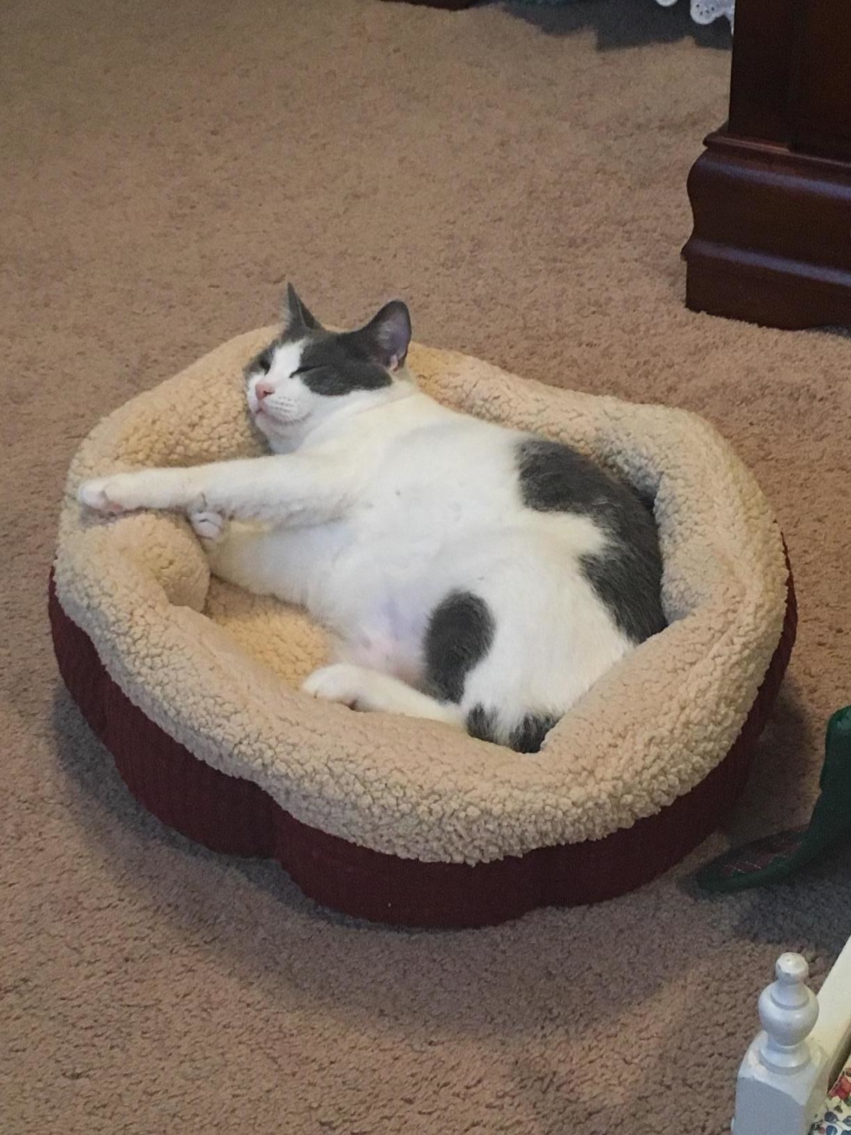 The bed, which is round, corduroy on the outside, and lined in sherpa-style faux wool