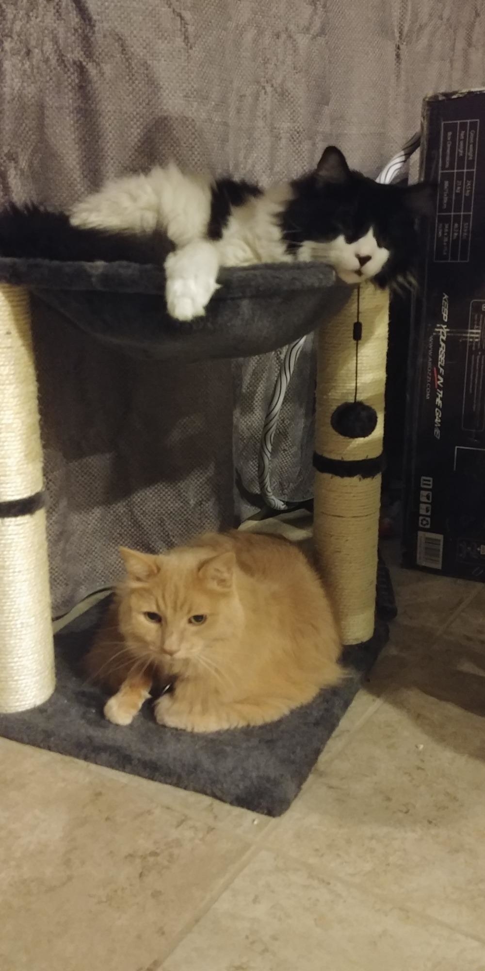 The hammock, which has a carpeted base, two scratching post pillars, and a soft hammock hanging between the top of the two posts