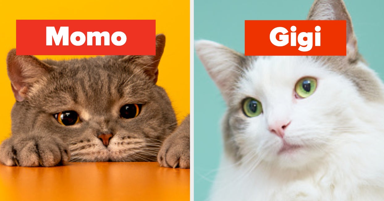 What Name Would You Give These Cats 