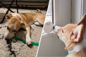 to the left: a dog hewing on a toy, to the right: a dog touching a smart bell with its nose