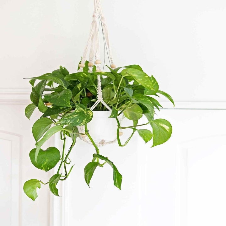16 Easy-Care Houseplants That'll Help Bring The Outdoors In