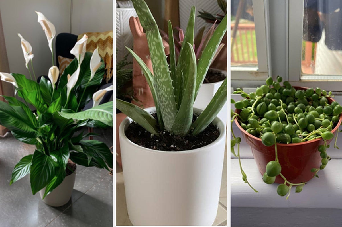 Plants that are easy to take care