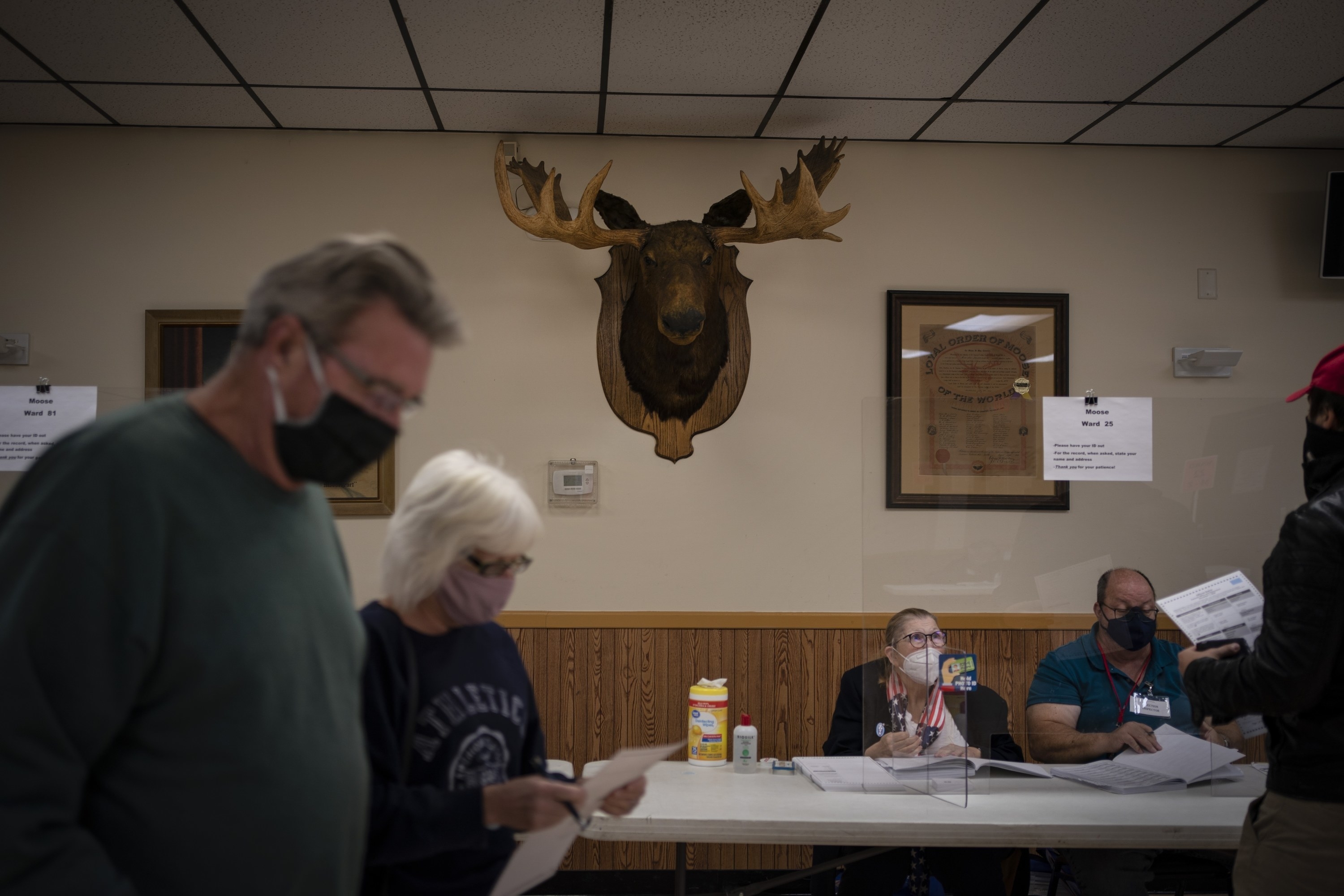 People voting underneath a giant moose head. 