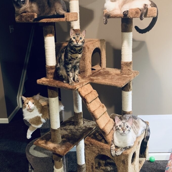 The brown cat tree