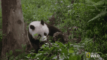 Panda rolling down a small hill