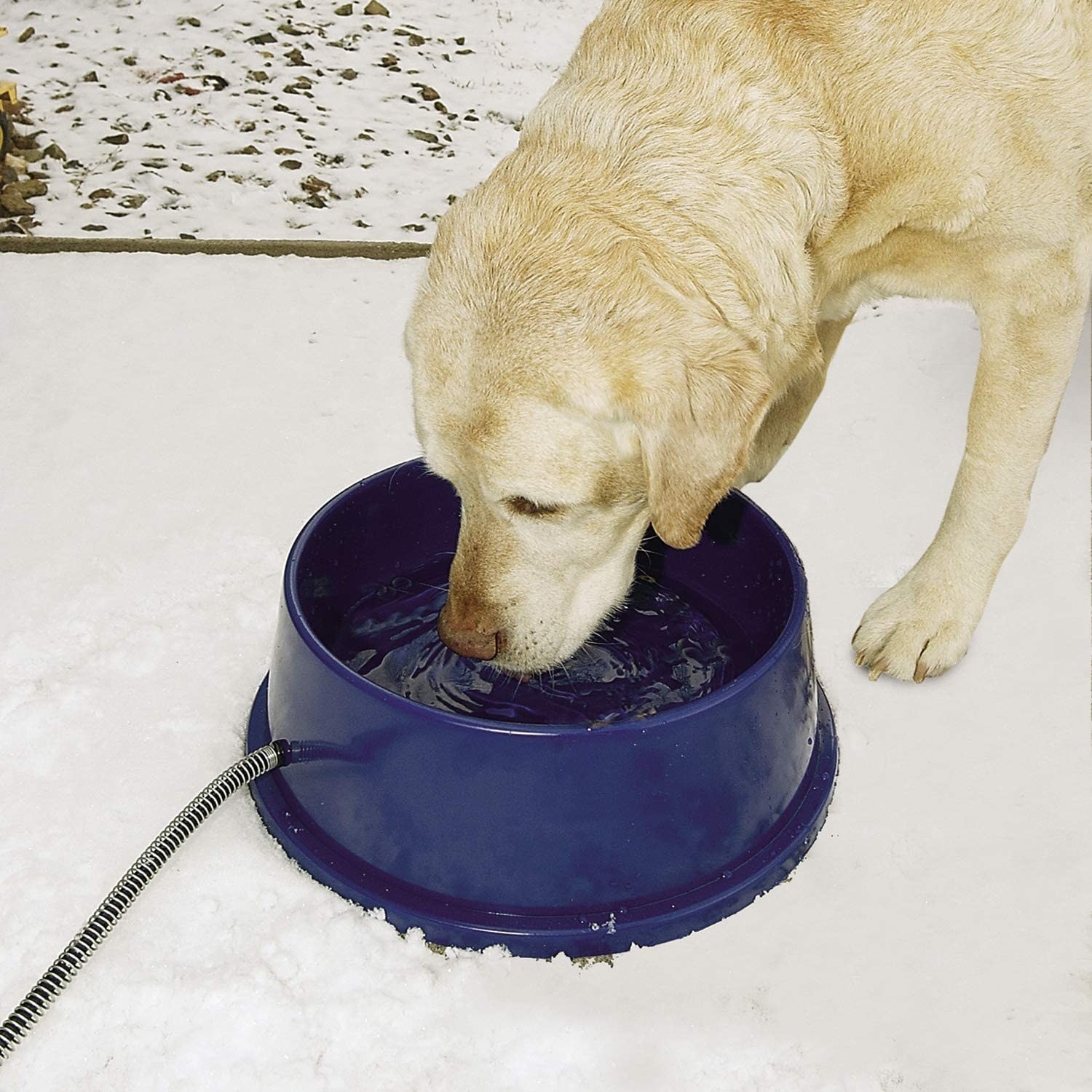 A dog drinking from the bowl in the snow