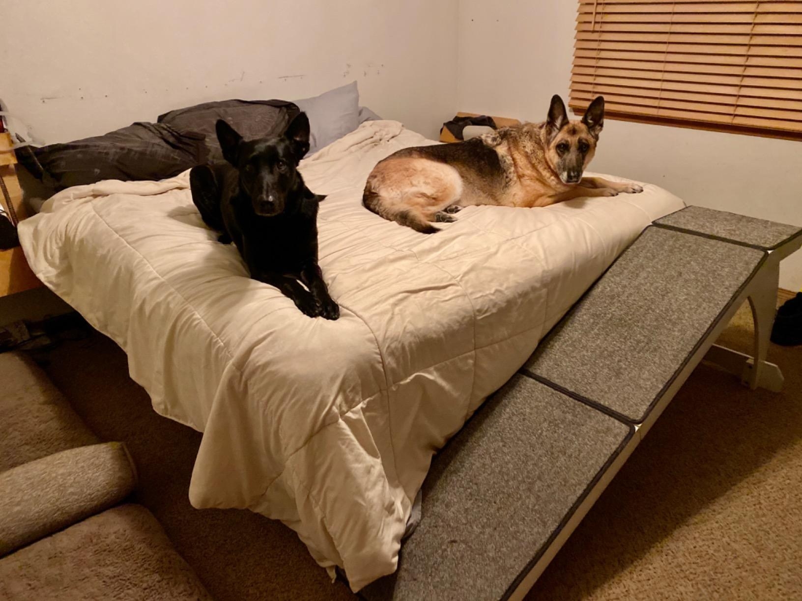 The ramp placed against the bed next to two dogs