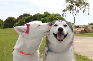 Cute husky dog couple