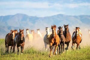 A wild mustang herd running in the plains with a mountin behind them :) Soooo pretty