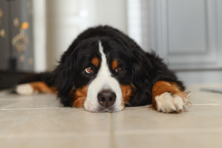 Bernese Mountain Dog - hangs out in her house waiting to go for a walk.