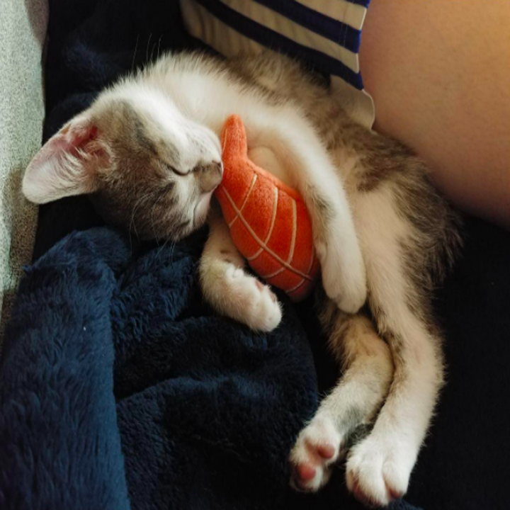 Another cat cuddling a sushi toy