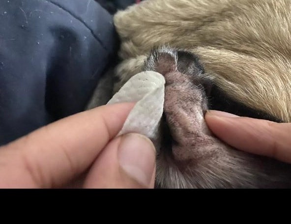 The pad cleaning the external part of a dog&#x27;s ear