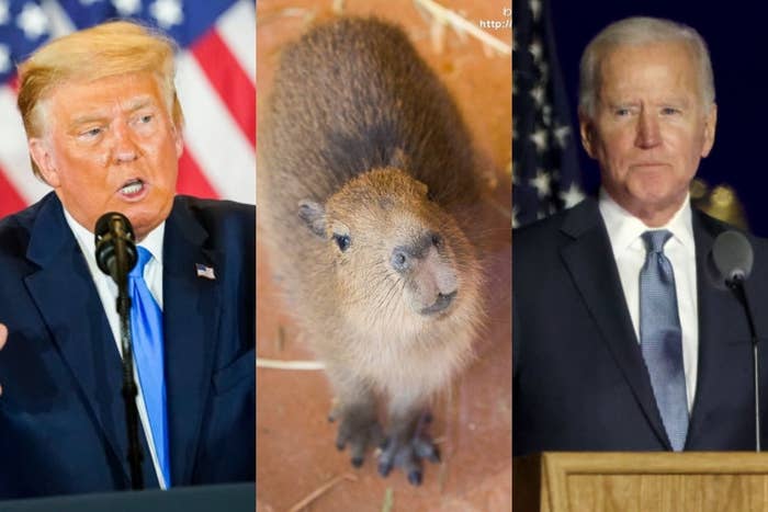 米メディア 大統領選が不安な人に と なぜか日本の温泉カピバラ動画をオススメしてしまう
