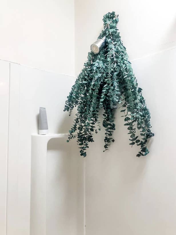 Reviewer photo of eucalyptus plant hanging from shower head