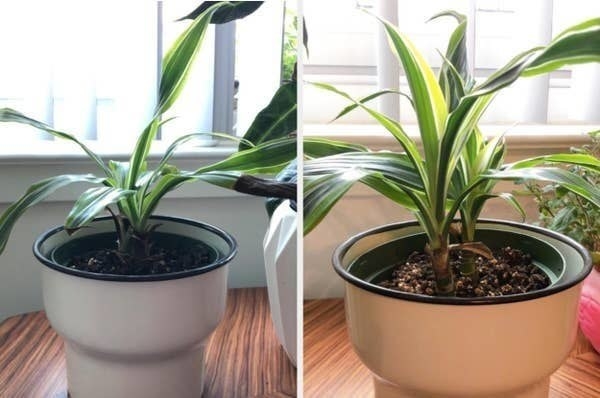 A before-and-after photo showing a reviewer&#x27;s houseplant looking healthier after using the plant food spike