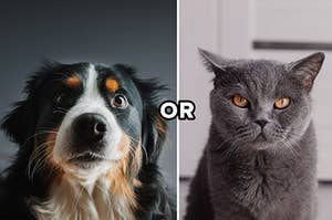 (left) a dog looks into the camera; (right) a cat looks into the camera; (middle) text reads "or"