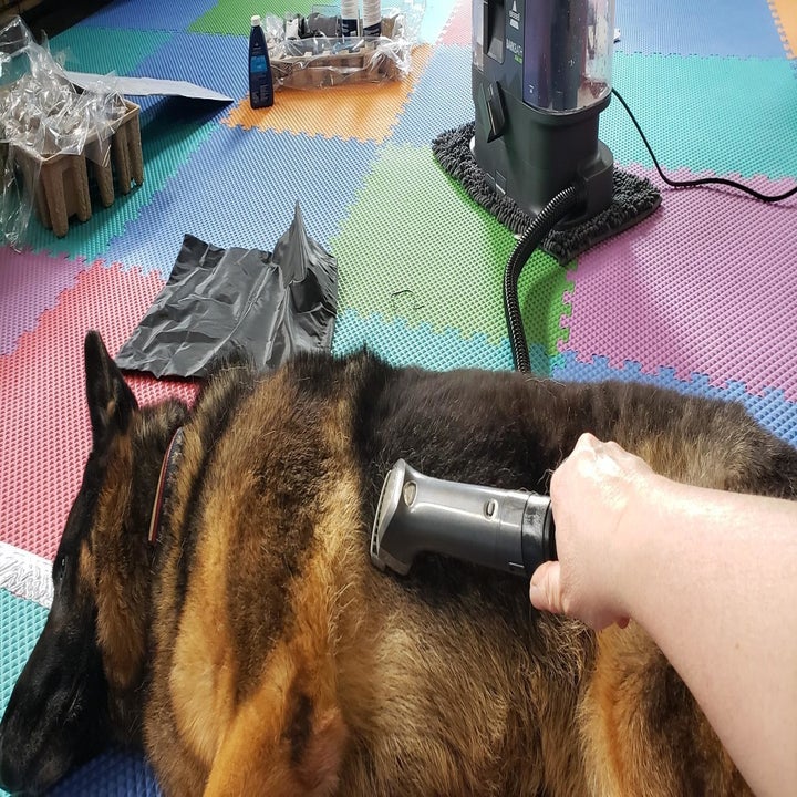 Another reviewer using the system to clean their German shepherd