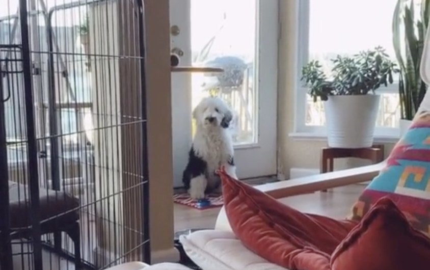 A young Bunny sits at the door next to a button