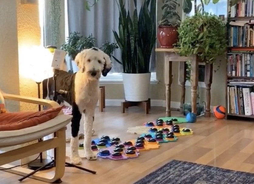 Bunny waits for her owner&#x27;s response