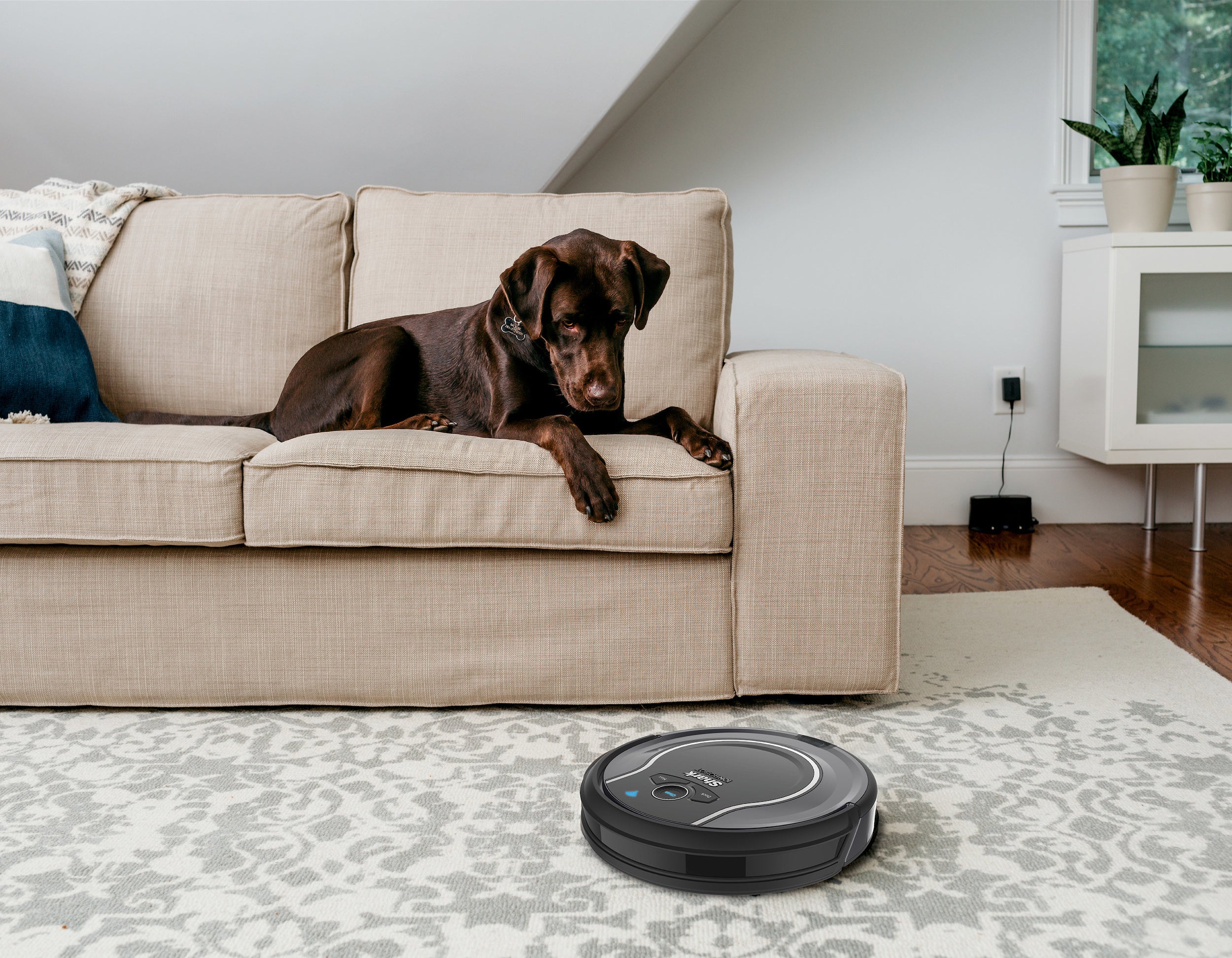 A dog on a couch looking at the robot vacuum