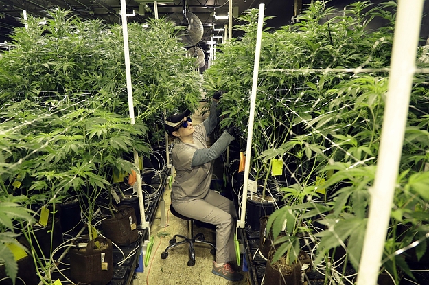 New Jersey And Arizona Voted To Legalize Recreational Marijuana