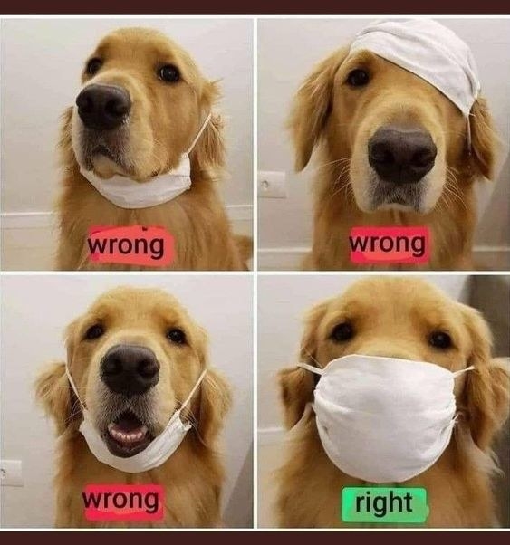 A cute dog demonstrates the wrong and right ways to wear a mask