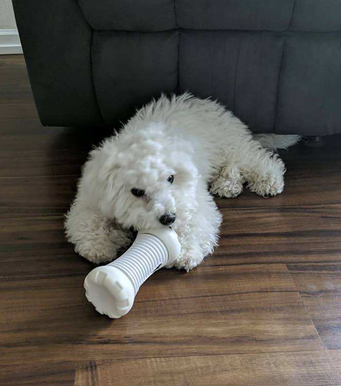 Reviewer&#x27;s dog is holding a white smart bone toy
