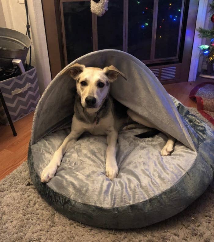Reviewer&#x27;s dog is cuddled into a dog bed with a hood
