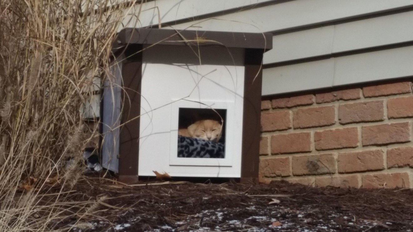 The outdoor cat house