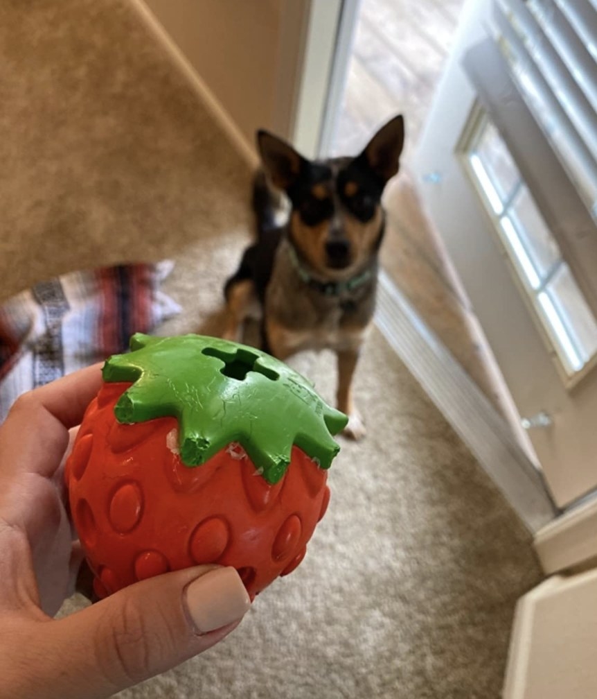 Person is holding a strawberry chew toy in front of a dog