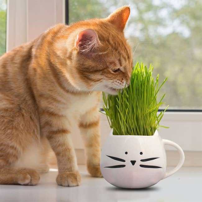 A white cat shaped mug with cat grass growing out of it that a cat is nibbling 