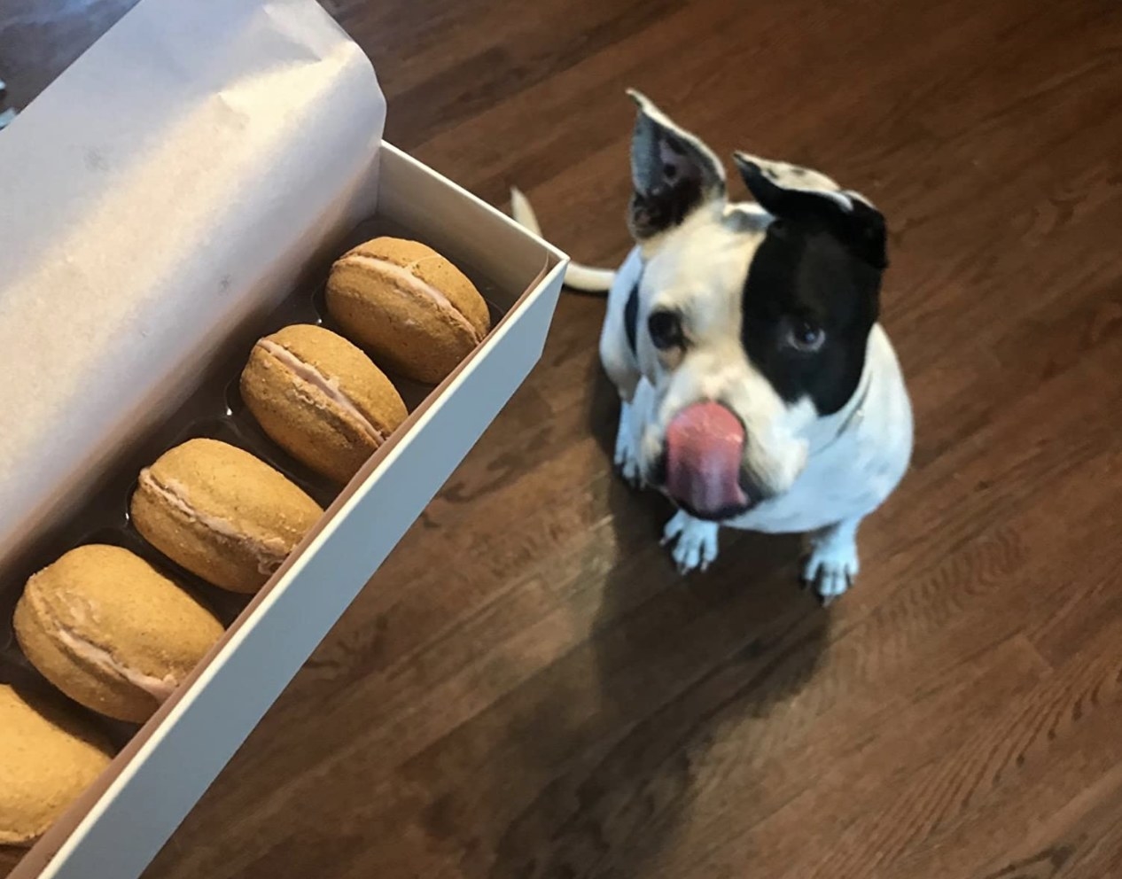 Dog is licking lips staring at a box of macarons