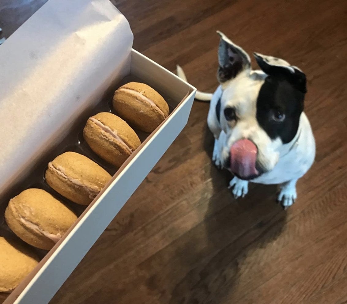 Reviewer's dog is licking lips staring at a box of macarons