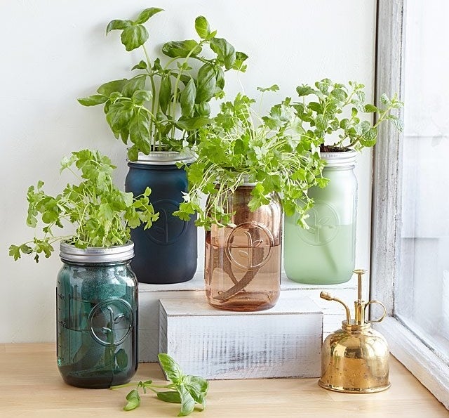 Several different-colored mason jars with herb plants sprouting from the tops