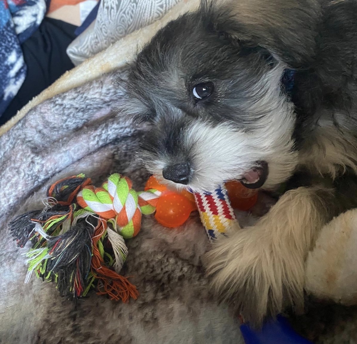 Dog gnawing on a rope shaped toy 