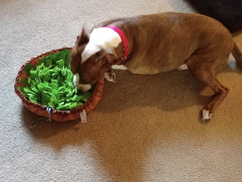 Reviewer&#x27;s dog is sniffing for food out of a green snuffle mat