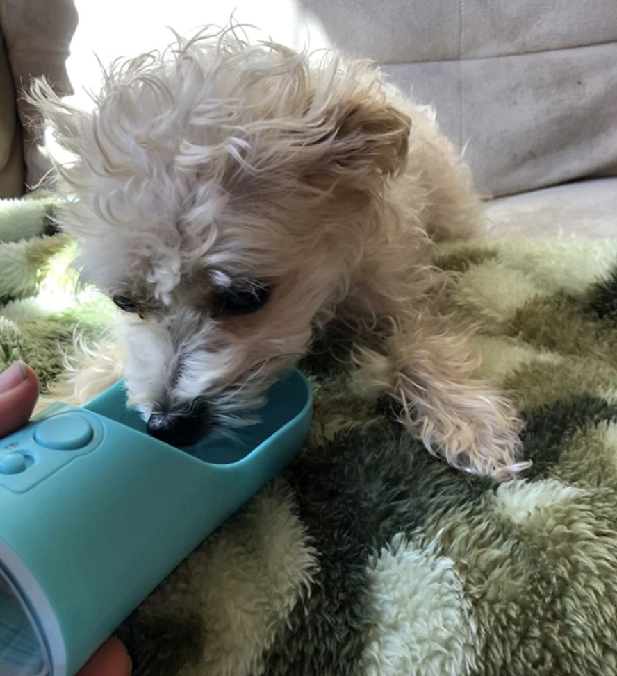 Dog is drinking out of a blue portable dog water bottle