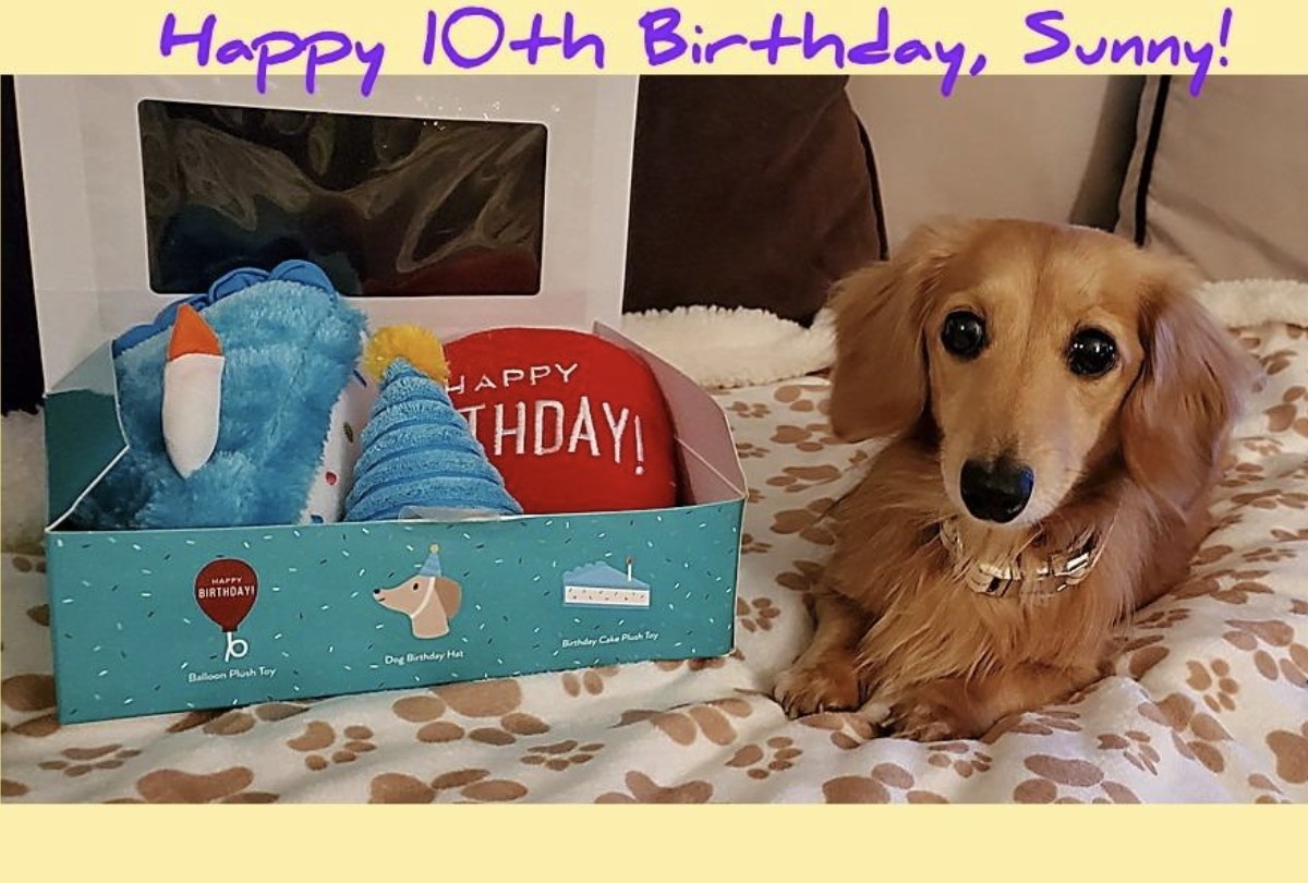 Dog birthday outlet gifts