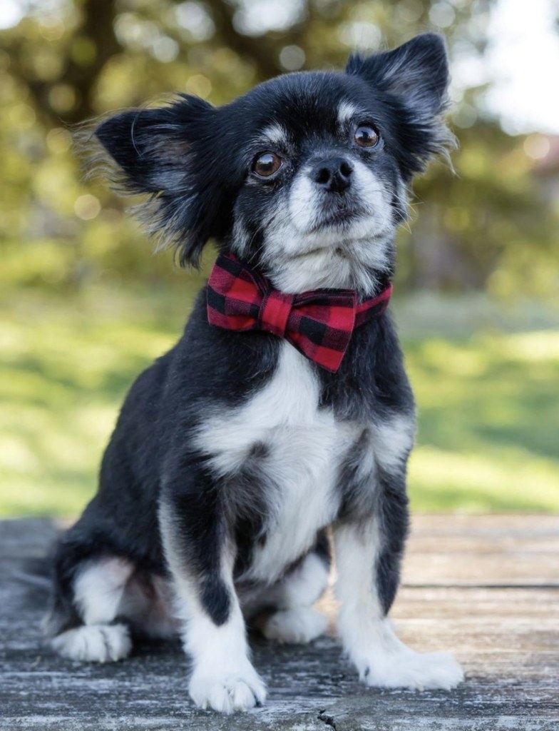 Reviewer photo of a small dog wearing a red plaid bow tie collar