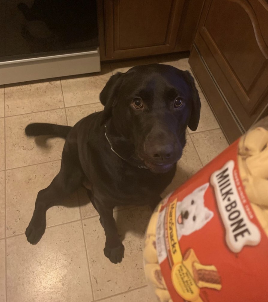 Reviewer&#x27;s dog stares at a container of Milk Bone treats