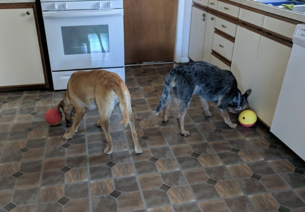 Reviewer photo of two dogs playing with treat-dispensing balls