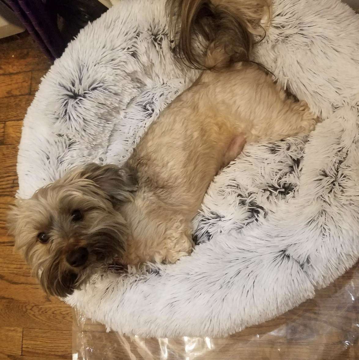 puppy in the fur bed 