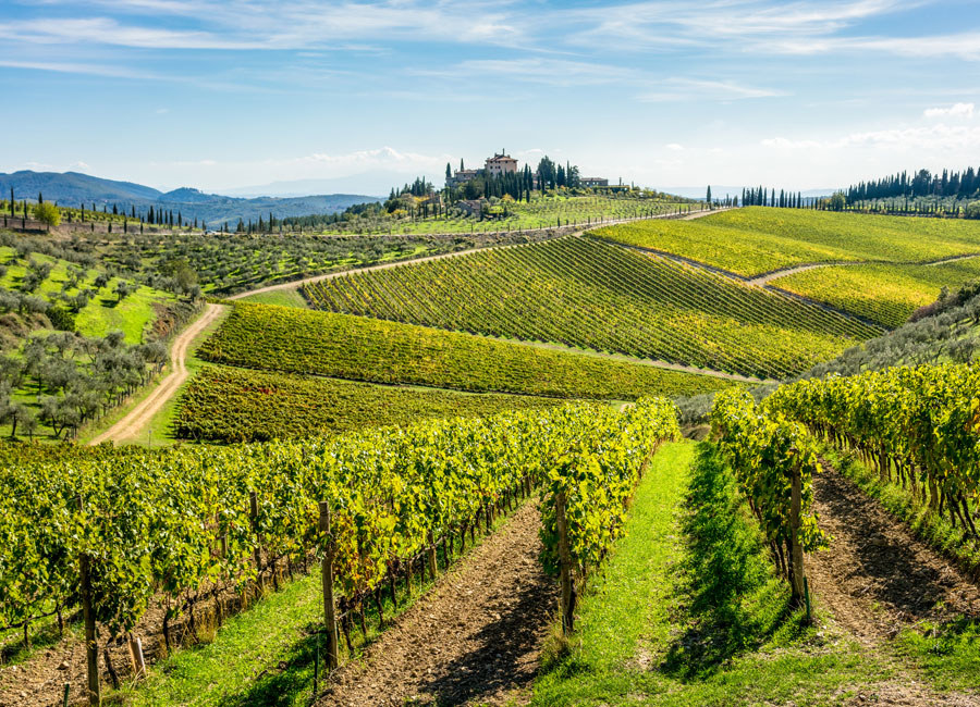 The rolling hills of vineyards in Tuscany.