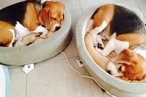 heated pet beds