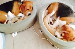heated pet beds